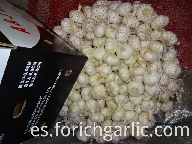 Crop 2019 Pure Garlic